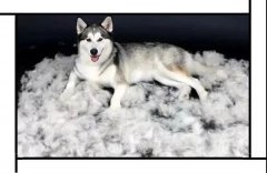 毛質(zhì)差、過(guò)度脫毛？華興重磅推出犬美毛處方糧