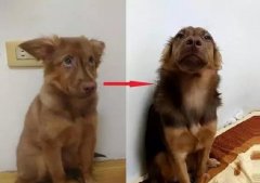 狗知道自己是狗嗎？