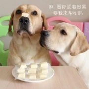 狗狗是否需要補鈣？補鈣應注意什么？ 華興寵物