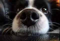 狗狗鼻子干是生病了嗎？