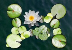 夏至丨夏花燦爛，愛(ài)至美好